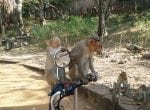 Madurai monkeys