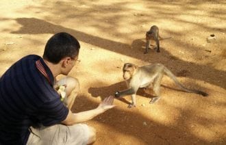 Madurai monkey with olaf